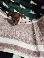 MYSTIC, a female Dachshund for sale in Keota, OK – Photo 4 of 5