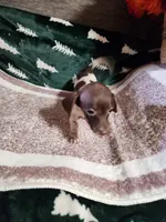 MYSTIC, a female Dachshund for sale in Keota, OK – Photo 2 of 5