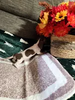 MYSTIC, a female Dachshund for sale in Keota, OK – Photo 3 of 5