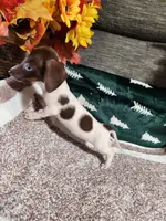 MYSTIC, a female Dachshund for sale in Keota, OK – Photo 1 of 5