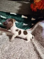 MYSTIC, a female Dachshund for sale in Keota, OK – Photo 5 of 5