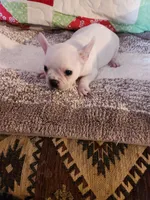 Breezie , a female French Bulldog for sale in Keota, OK – 5 of 6