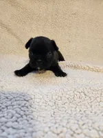 Choc , a male French Bulldog for sale in Keota, OK – 3 of 3