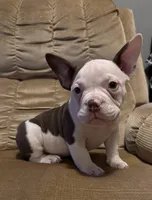 Pete, a male American Bully for sale in Keota, OK – Photo 2 of 4