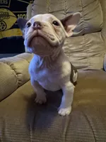 Pete, a male American Bully for sale in Keota, OK – Photo 3 of 4