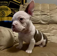 Pete, a male American Bully for sale in Keota, OK – Photo 4 of 4