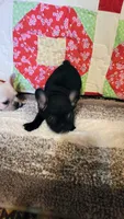 Onyx, a female French Bulldog for sale in Keota, OK – 3 of 9