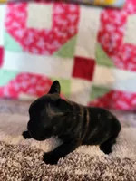 Derby, a male French Bulldog for sale in Keota, OK – 3 of 7