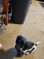 Scarlett, a female Dachshund for sale in Keota, OK – Photo 2 of 8