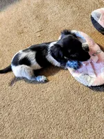 Scarlett, a female Dachshund for sale in Keota, OK – Photo 3 of 8