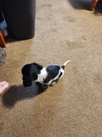 Scarlett, a female Dachshund for sale in Keota, OK – Photo 6 of 8