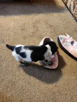 Scarlett, a female Dachshund for sale in Keota, OK – Photo 5 of 8