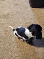 Scarlett, a female Dachshund for sale in Keota, OK – Photo 1 of 8