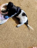 Scarlett, a female Dachshund for sale in Keota, OK – Photo 4 of 8