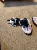 Scarlett, a female Dachshund for sale in Keota, OK – Photo 7 of 8