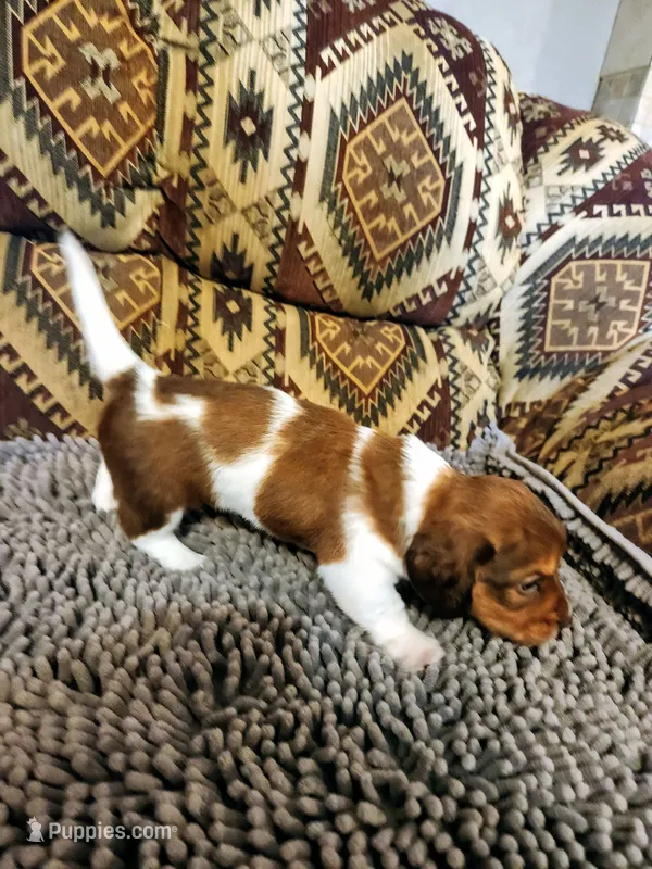Hawk – Dachshund puppy for sale in Keota, OK