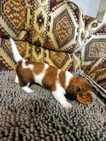 Hawk, a male Dachshund for sale in Keota, OK – 1 of 7