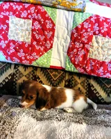 Ember, a female Miniature Dachshund for sale in Keota, OK – 2 of 7