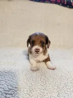 Daisy, a female Dachshund for sale in Keota, OK – 3 of 3