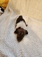 Buttons and bows, a female Dachshund for sale in Keota, OK – 2 of 3