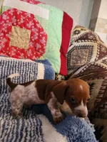 Turbo , a male Dachshund for sale in Keota, OK – 6 of 10