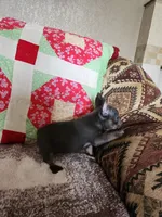 Steeley Dan, a male French Bulldog for sale in Keota, OK – 4 of 4