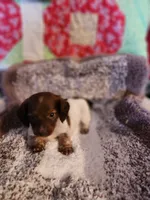 Buttons and bows, a female Dachshund for sale in Keota, OK – 1 of 10