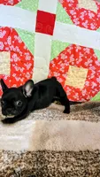 Onyx, a female French Bulldog for sale in Keota, OK – 5 of 9