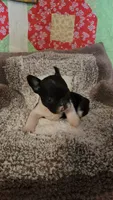 Bobbi-Socks, a female French Bulldog for sale in Keota, OK – 2 of 9
