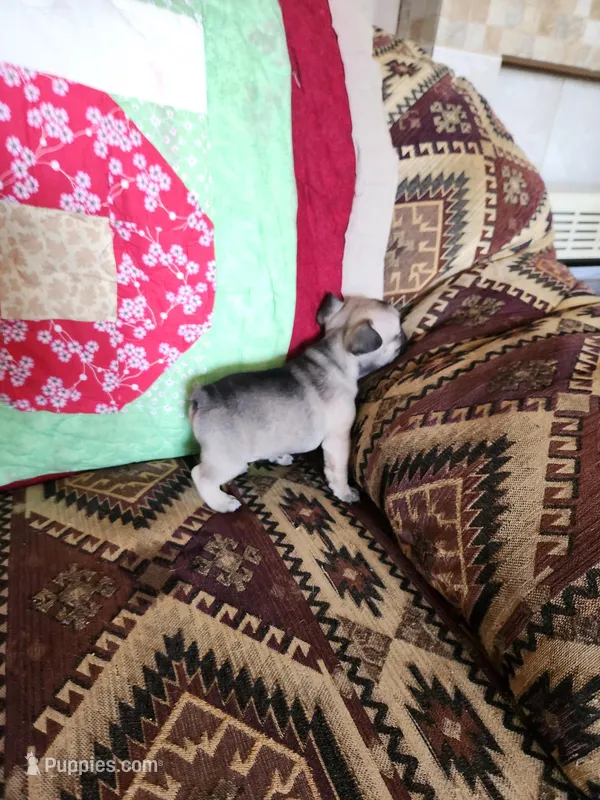 Special price – French Bulldog puppy for sale in Keota, OK