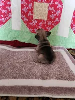 Choctaw, a male French Bulldog for sale in Keota, OK – Photo 5 of 7