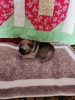 Choctaw, a male French Bulldog for sale in Keota, OK – Photo 2 of 7