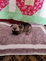 Choctaw, a male French Bulldog for sale in Keota, OK – Photo 7 of 7