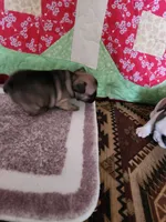 Choctaw, a male French Bulldog for sale in Keota, OK – Photo 4 of 7