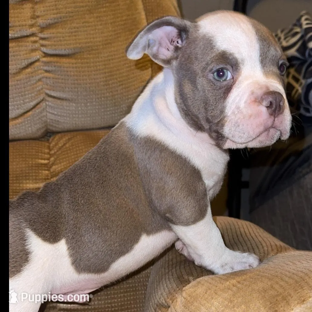 Spike, a male American Bully for sale in Keota, OK – Photo 2 of 4