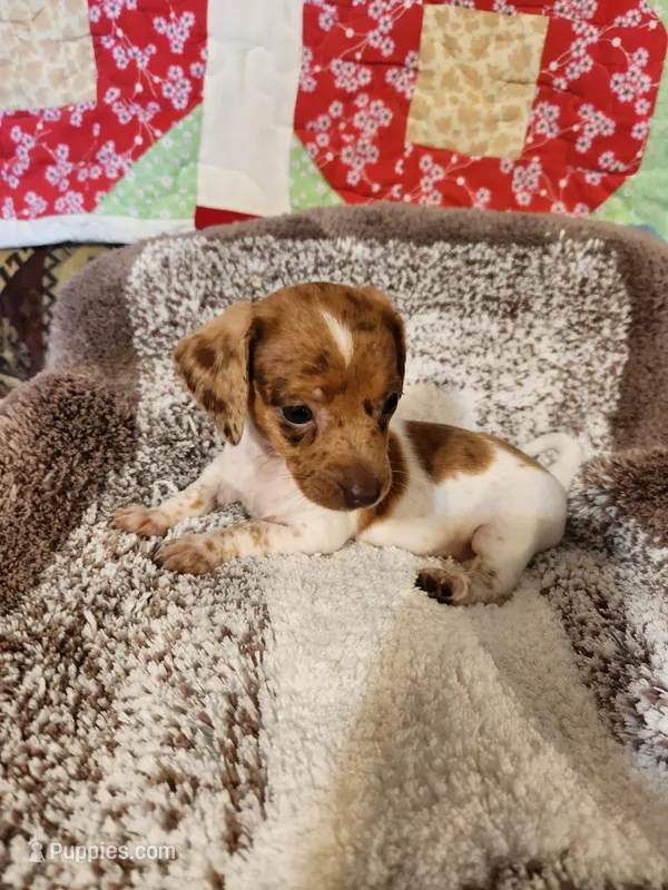 Aspen – Dachshund puppy for sale in Keota, OK