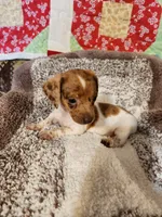 Aspen, a female Dachshund for sale in Keota, OK – 1 of 6