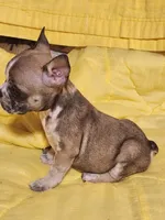 Spanky, a male French Bulldog for sale in Keota, OK – Photo 3 of 5