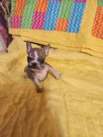 Spanky, a male French Bulldog for sale in Keota, OK – Photo 4 of 5
