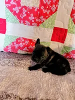 Derby, a male French Bulldog for sale in Keota, OK – 2 of 7