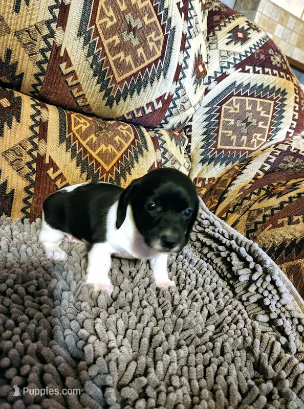 Gidget – Dachshund puppy for sale in Keota, OK