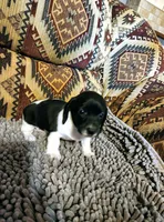 Gidget, a female Dachshund for sale in Keota, OK – 1 of 8