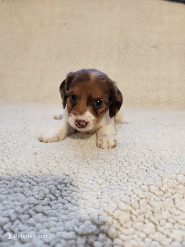 Olympia – Dachshund puppy for sale in Keota, OK