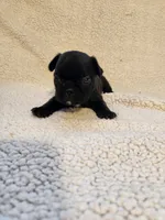 Choc , a male French Bulldog for sale in Keota, OK – 1 of 3