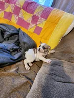 Lolli pop, a female French Bulldog for sale in Keota, OK – 4 of 6