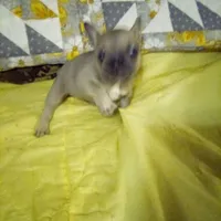 Breezy/special price, a female French Bulldog for sale in Keota, OK – Photo 4 of 6