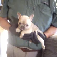 Breezy/special price, a female French Bulldog for sale in Keota, OK – Photo 2 of 6