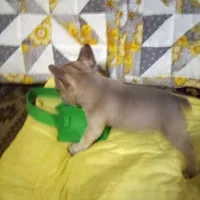 Breezy/special price, a female French Bulldog for sale in Keota, OK – Photo 1 of 6