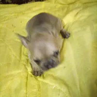 Breezy/special price, a female French Bulldog for sale in Keota, OK – Photo 3 of 6