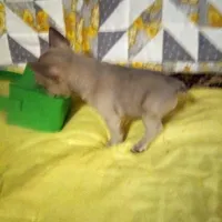 Breezy/special price, a female French Bulldog for sale in Keota, OK – Photo 5 of 6